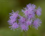 floss flower